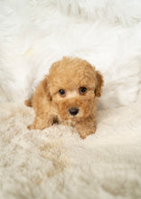 Charger l&#39;image dans la galerie, Jason Male Toy/Mini Poodle