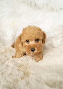 Jason Male Toy/Mini Poodle