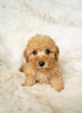 Charger l&#39;image dans la galerie, Jason Male Toy/Mini Poodle