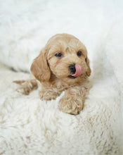 Load image into Gallery viewer, Justine Toy Maltipoo