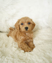 Load image into Gallery viewer, Mandy Toy Maltipoo