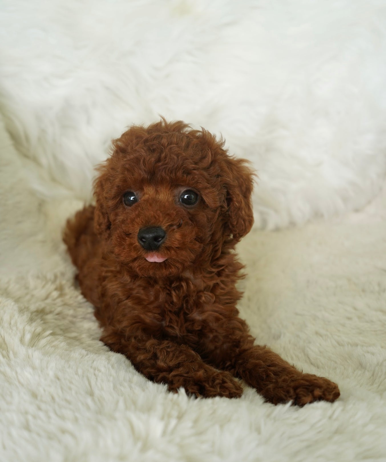 Jony Toy Poodle Puppocino Co