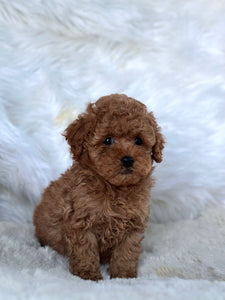 Female toy poodle best sale