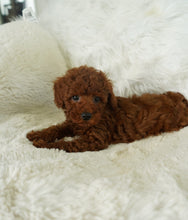 Load image into Gallery viewer, Jony Toy Poodle