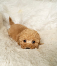 Load image into Gallery viewer, Jason Male Toy/Mini Poodle