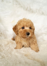 Load image into Gallery viewer, Jason Male Toy/Mini Poodle