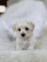 Load image into Gallery viewer, Laura Toy Maltipoo