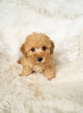 Load image into Gallery viewer, Jason Male Toy/Mini Poodle