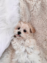 Load image into Gallery viewer, Benny Toy Maltipoo