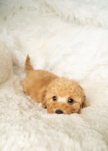 Charger l&#39;image dans la galerie, Jason Male Toy/Mini Poodle