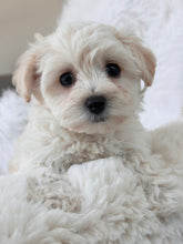 Load image into Gallery viewer, Laura Toy Maltipoo