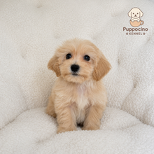 Cargar imagen en el visor de la galería, Lionel Male Toy Maltipoo