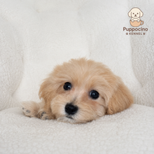 Cargar imagen en el visor de la galería, Lionel Male Toy Maltipoo