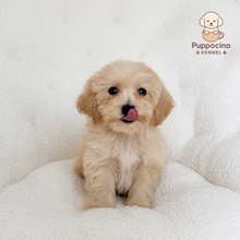 Cargar imagen en el visor de la galería, Lionel Male Toy Maltipoo