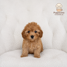Cargar imagen en el visor de la galería, Mikee Male Toy/Mini Poodle