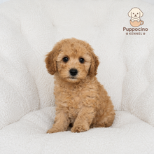 Cargar imagen en el visor de la galería, Mikee Male Toy/Mini Poodle