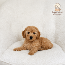 Cargar imagen en el visor de la galería, Mikee Male Toy/Mini Poodle