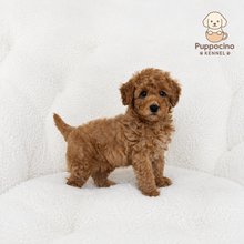 Cargar imagen en el visor de la galería, Milo Male Toy/Mini Poodle