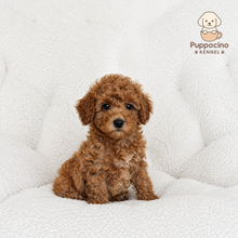 Cargar imagen en el visor de la galería, Milo Male Toy/Mini Poodle