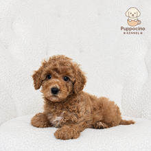 Cargar imagen en el visor de la galería, Milo Male Toy/Mini Poodle