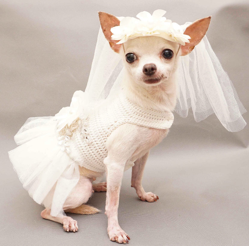 chihuahua bridesmaid dresses Chihuahua Pixie's Handmade Dresses