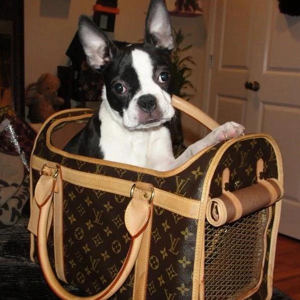 louis vuitton dog stroller Louis Pet Carrier 50 – Puppocino & Co